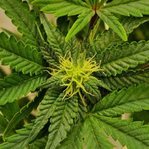 runtz growlog timeline photo