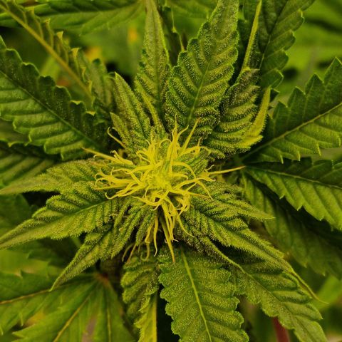 runtz growlog timeline photo