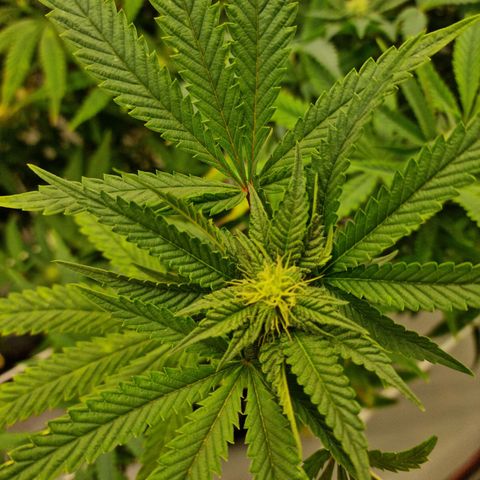 runtz growlog timeline photo