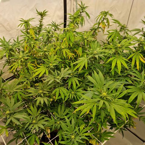 runtz growlog timeline photo