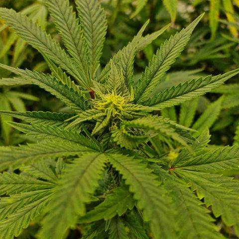 runtz growlog timeline photo