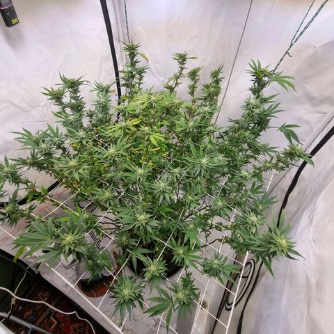 runtz growlog photo: vohr und nach entblättern 