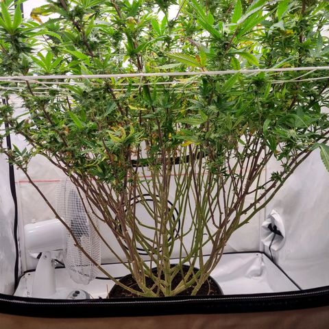 runtz growlog photo: vohr und nach entblättern 
