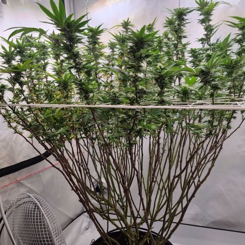 runtz growlog photo: vohr und nach entblättern 