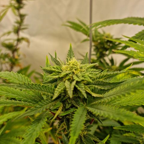 runtz growlog photo: vohr und nach entblättern 