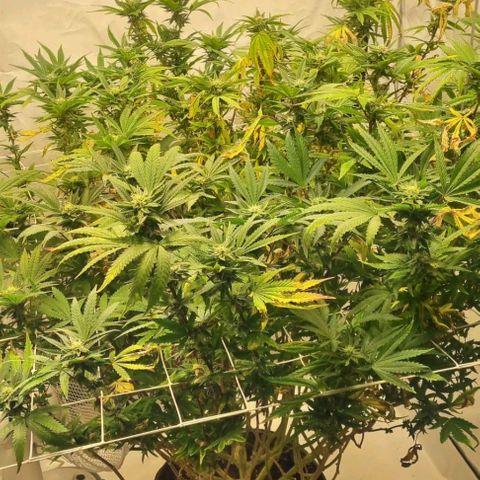 runtz growlog timeline photo