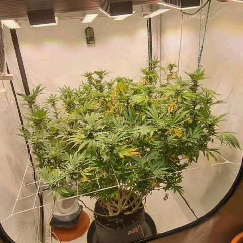 runtz growlog timeline photo