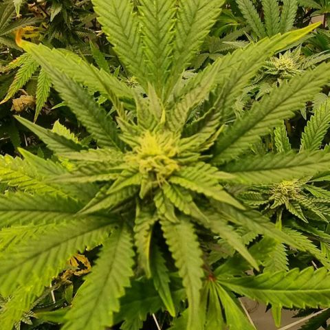 runtz growlog timeline photo