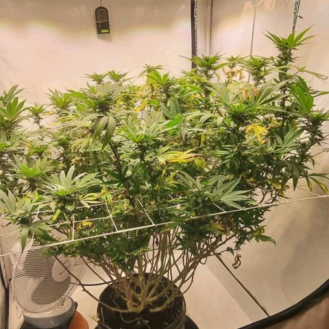 runtz growlog timeline photo