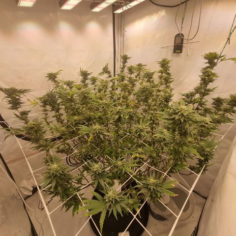 runtz growlog photo: ende 5.Blütewoche 
