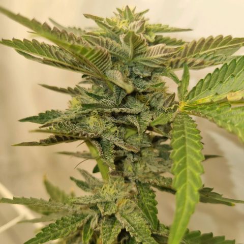 runtz growlog photo: ende 5.Blütewoche 