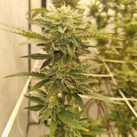 runtz growlog photo: ende 5.Blütewoche 