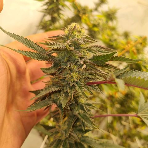 runtz growlog photo: week 6