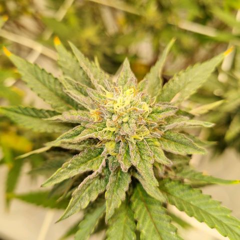 runtz growlog photo: week 6