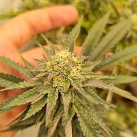 runtz growlog photo: week 6