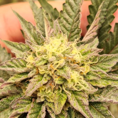 runtz growlog photo: week 6