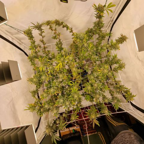 runtz growlog timeline photo