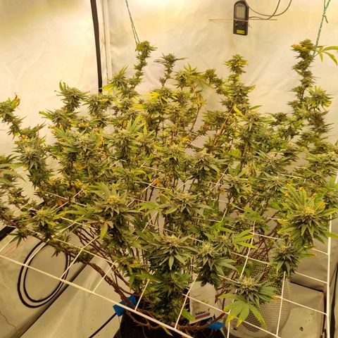 runtz growlog timeline photo