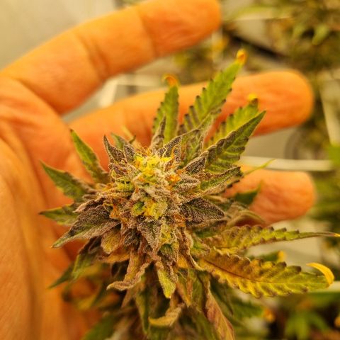 runtz growlog timeline photo