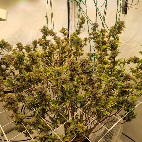 runtz growlog timeline photo