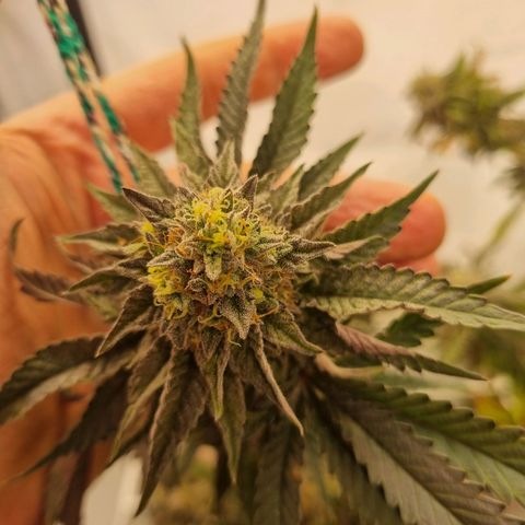 runtz growlog timeline photo
