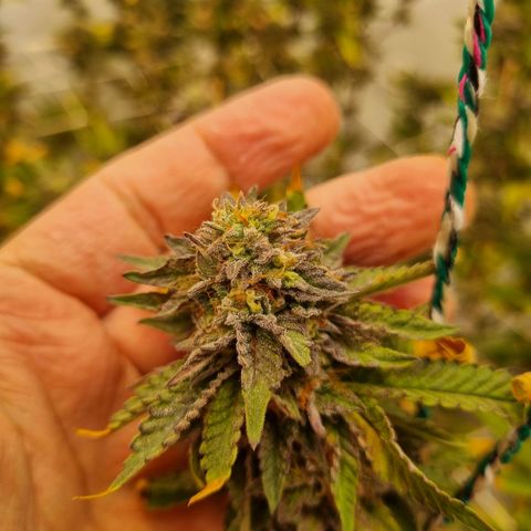 runtz growlog timeline photo