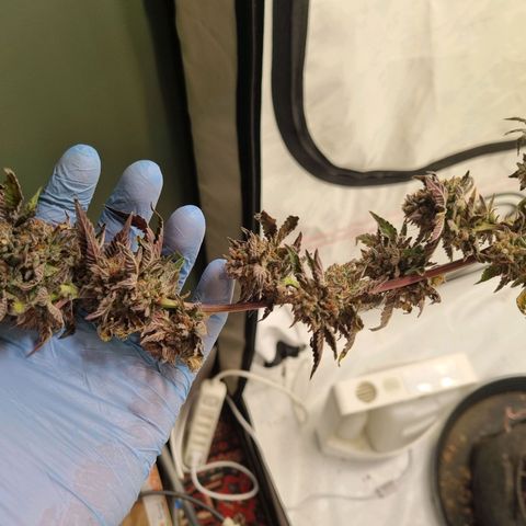 runtz growlog photo: my first grow 🤟🏿😇