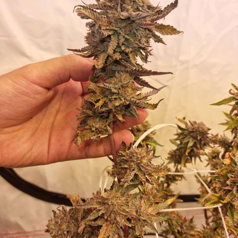 runtz growlog photo: my first grow 🤟🏿😇