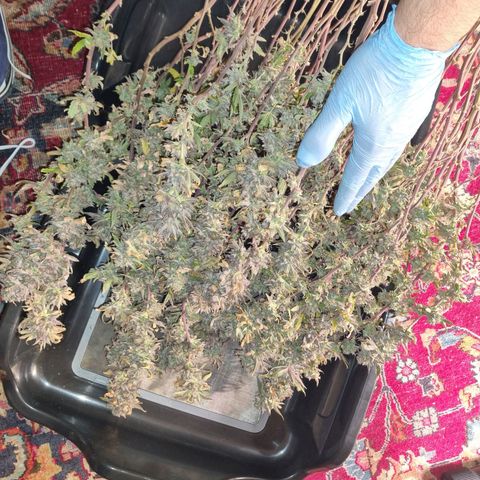 runtz growlog photo: my first grow 🤟🏿😇