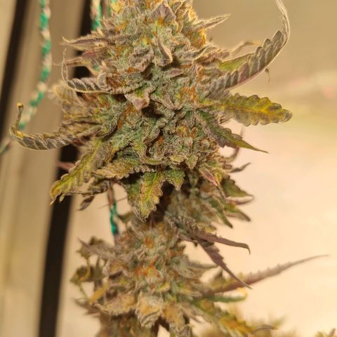 runtz growlog photo: my first grow 🤟🏿😇