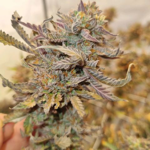 runtz growlog photo: my first grow 🤟🏿😇