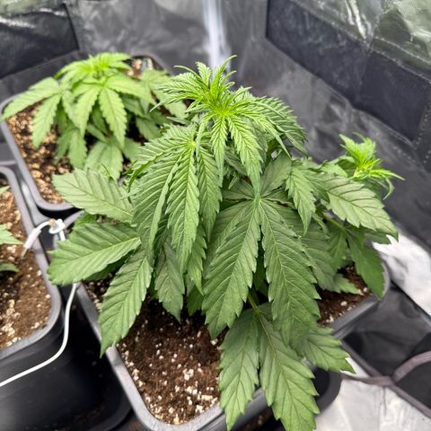 White Truffle (Auto) growlog timeline photo
