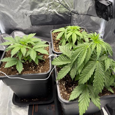 White Truffle (Auto) growlog timeline photo