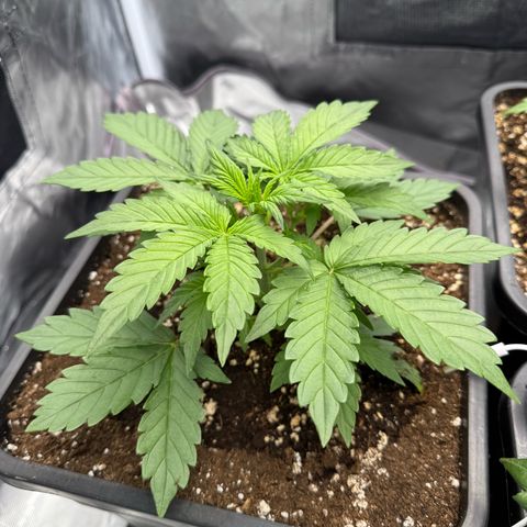 White Truffle (Auto) growlog timeline photo