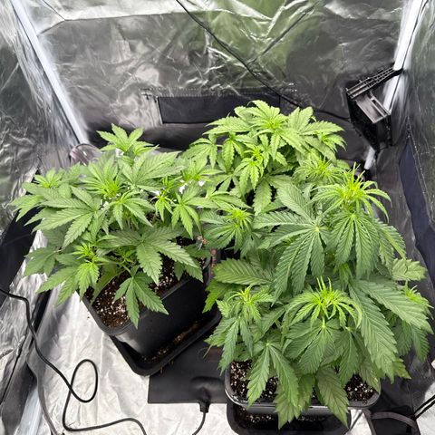 White Truffle (Auto) growlog timeline photo