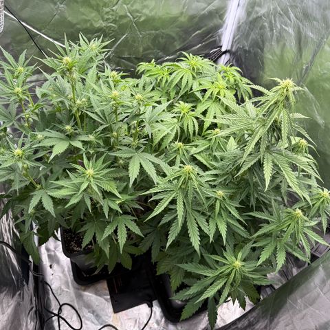 White Truffle (Auto) growlog timeline photo
