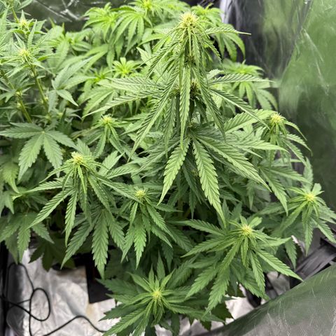 White Truffle (Auto) growlog timeline photo
