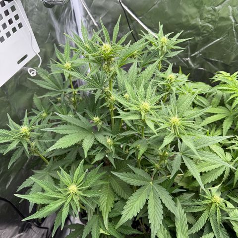 Ghost Train Haze (Auto) growlog timeline photo