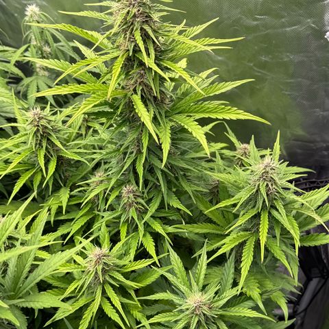 White Truffle (Auto) growlog timeline photo