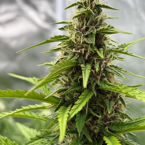 White Truffle (Auto) growlog timeline photo