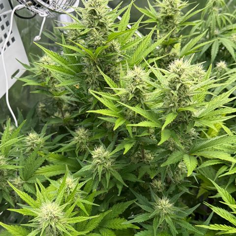 Ghost Train Haze (Auto) growlog timeline photo