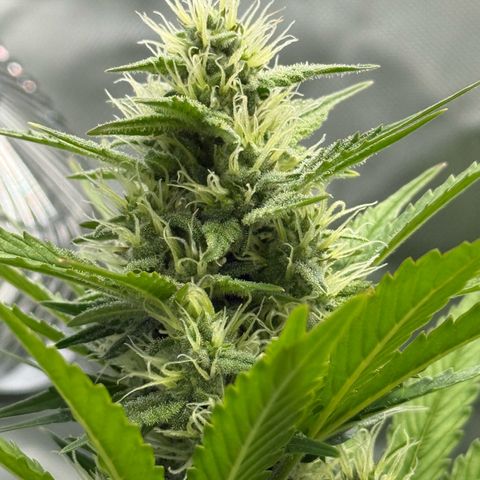 Ghost Train Haze (Auto) growlog timeline photo