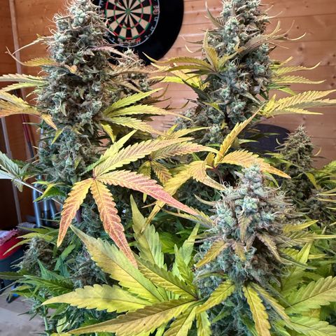 Ghost Train Haze (Auto) growlog timeline photo