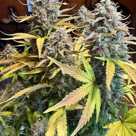 Ghost Train Haze (Auto) growlog timeline photo