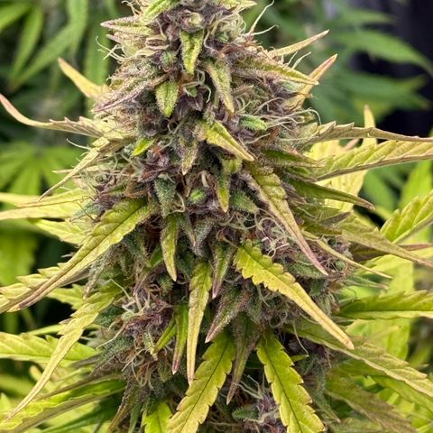 White Truffle (Auto) growlog timeline photo