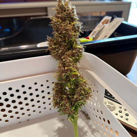 White Truffle (Auto) growlog timeline photo
