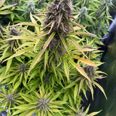 White Truffle (Auto) growlog timeline photo