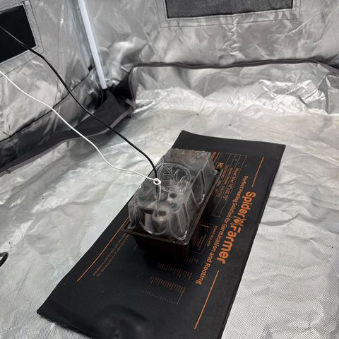 White Truffle (Auto) growlog timeline photo