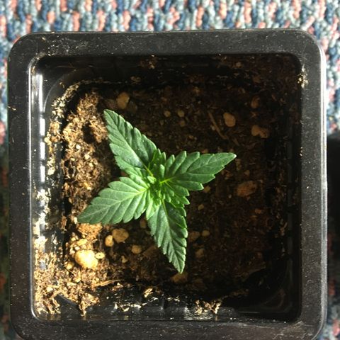 LSD  #2 growlog timeline photo