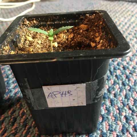LSD  #2 growlog timeline photo